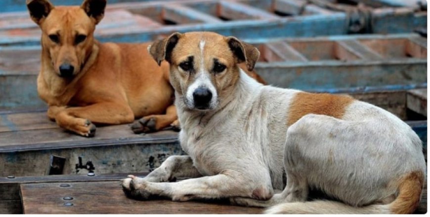 ISLAMABAD: A significant rise in dog bites cases was recorded across Pakistan, last week, ARY News reported on Monday, citing NIH sources.