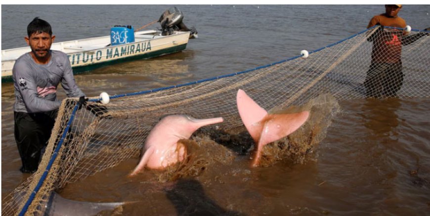 A team of biologists, vets and fishermen temporarily captured rare freshwater dolphins in the Amazon this week to study their health in hopes of avoiding a repeat of the deaths of hundreds of the mammals last year due to a severe drought.