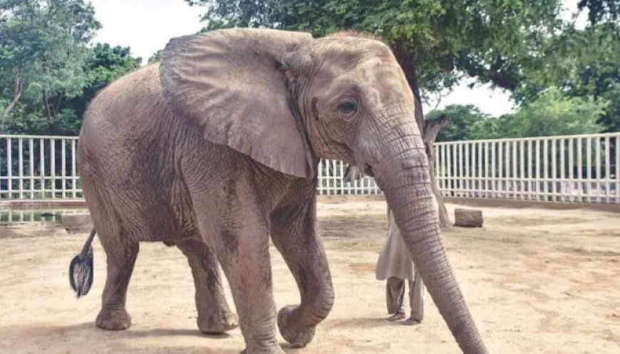 Experts will visit as work at Safari Park to create friendly space for elephants has now reached final stage