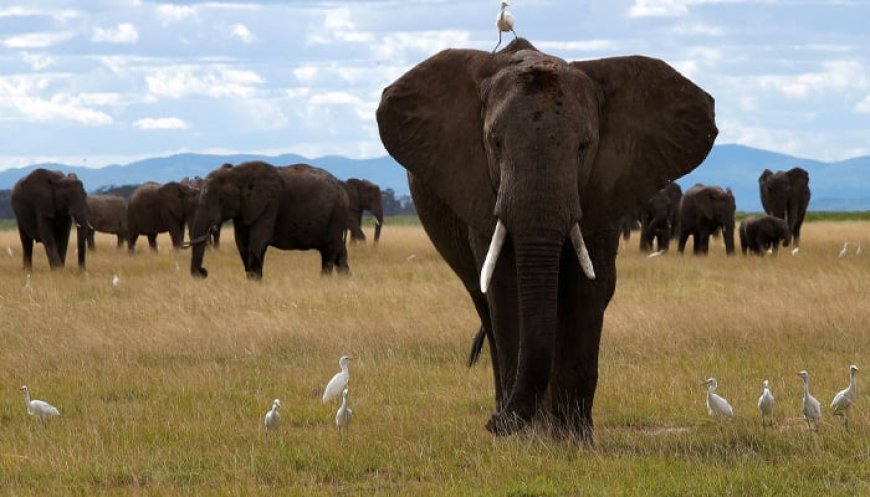 Tourist continued driving towards elephant despite warnings from other travellers who waited for it to pass