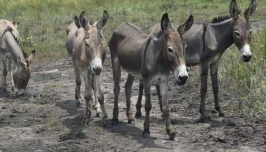 With China being major market, Pakistan's donkey population stands at approximately 5.9 million